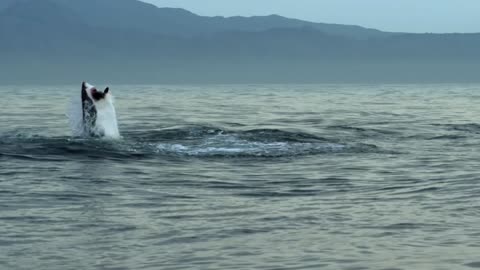 A huge deadly shark attacking a seal !!!! Shoking scene