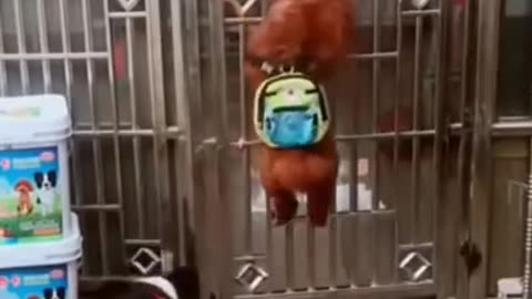 Funny dog video