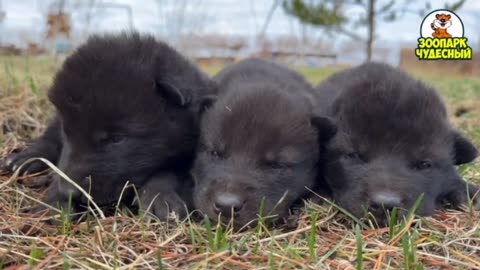 Beautiful kittens and puppies 😊