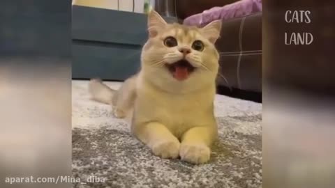 Cute cats