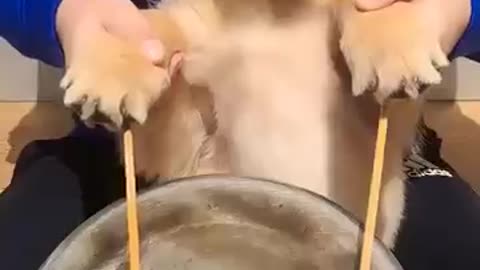 puppy drums!!! #golden #cute #dog #dogs #doglover puppy drums!!!