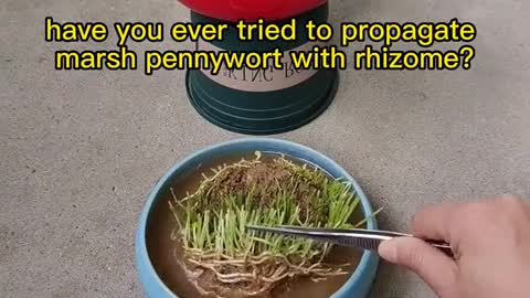 have you ever tried to propagate marsh pennywort with rhizome?