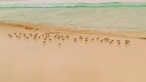 Wonderful view of birds 😍😍😍