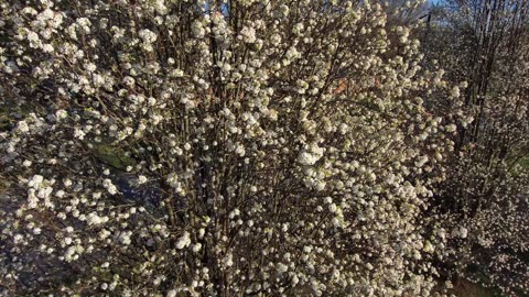 Twin Trees Flowering in Formation