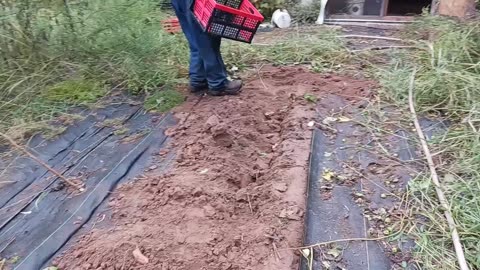 Can you did it? Harvesting sweet potatoes@