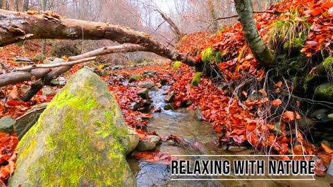 🌞Calming Water for the Mind and Soul, Relaxing Music, Soothing Sounds for Meditation & Stress Relief