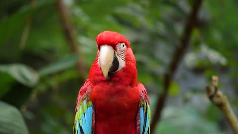 Bird parrot is amazing 😍