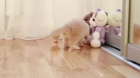 Kittens walk with a tiny chicken