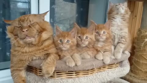 Elder Maine Coon Passed Out with His Children