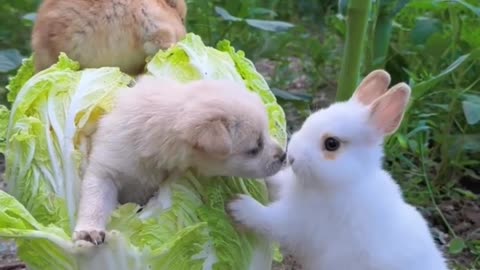 Puppy's Playtime with it's Best Friend