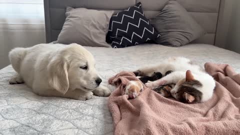 Golden Retriever Puppy Meets Mom Cat with Newborn Kittens for the First Time