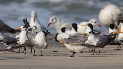 Penguins