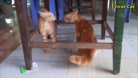 Cats Fighting and Meowing - These Two are Bloody Brothers | Viral Cat