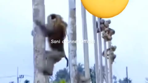 amazing skills..plucking #shortsfeed #shortvideo #amazingskills #animals #shorts #monkey