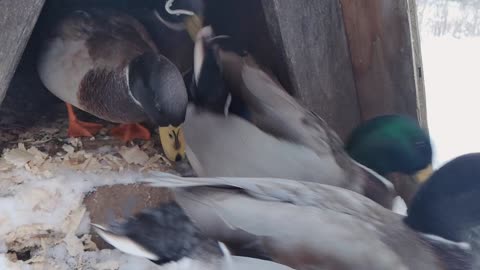 Duck toes in the snow - NOPE!