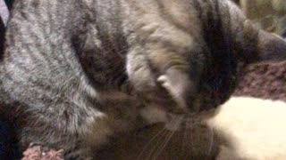 Cat gets scrunchie on paw