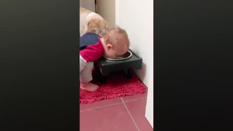 Dogs 🐕 playing with baby's funny videos