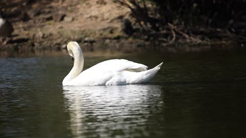 Pictures of swan Birds the world video #shorts 😘