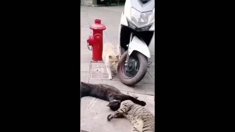 Funny Aimals Videos 2024 | Funny Cats | Funny Dogs | Funny Animals