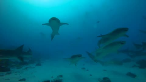 The BEST of Shark Diving