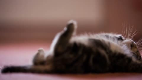 Kitten play with plush toys and roll on floor