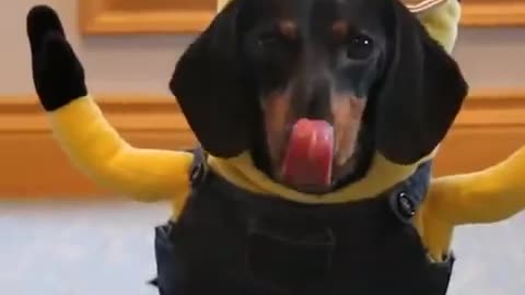 The Dachshund Minions Compilation!