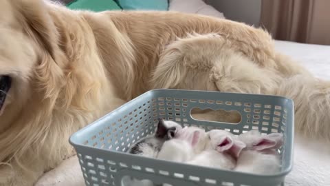 Golden Retriever Meets New Baby Bunnies! [Best Reaction Ever]