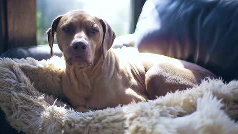 Funny dog ​​sleeping in sheep's wool