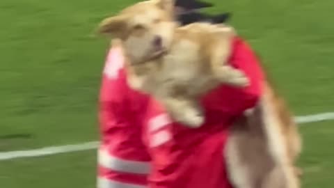 Puppy Plays Professional Football .