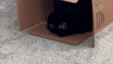 Adopting a Cat from a Shelter Vlog - Cute Precious Piper Takes Her Nap in a Warm Box #shorts