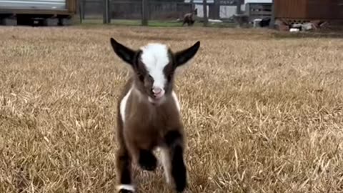 Cute Goat #goat #goatoftiktok #farmlife