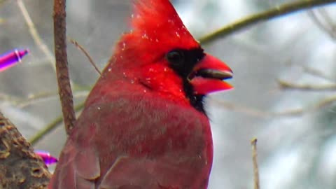 Cardinal and Finch