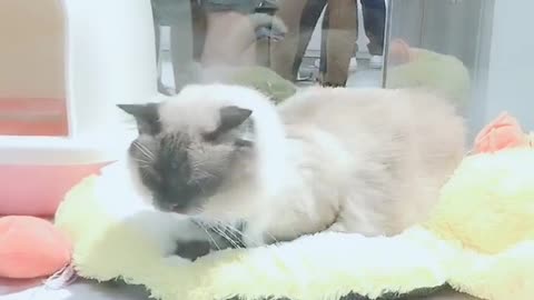 This cat cafe has a lot of cute cats