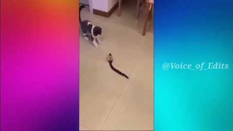 Cat funny moments part 2