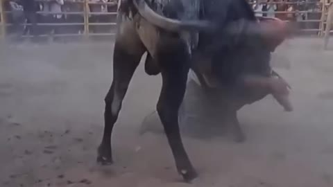 Man Guillotine a Bull