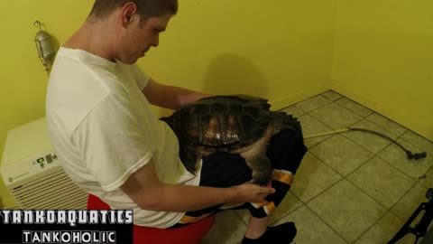 Alligator Snapping Turtle Viciously Turns On Owner