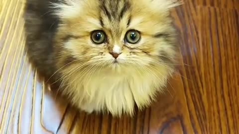 Cat beautifull