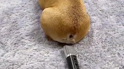 Dog and microphone Funny video laugh lol