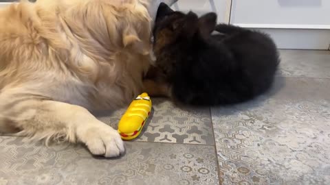 Golden Retriever Attacked by German Shepherd Puppy