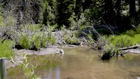 Beaver Rewilding Impacts Measured by NASA