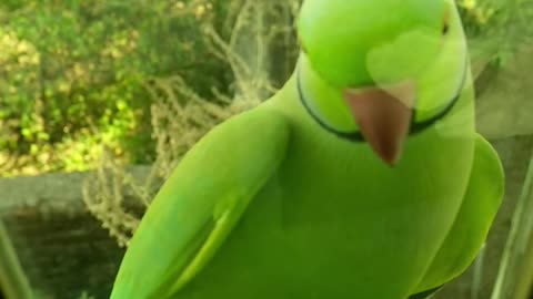 Awesome green parrot at my window