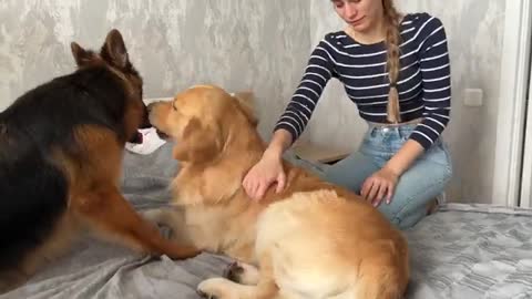 Jealous German Shepherd and Golden Retriever Fight For Mom's Attention