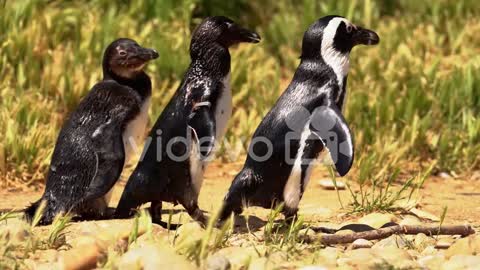 Juvenile and Adult African Penguin Following a Duck at Sunset