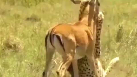 75 km per hour speed cheetah vs deer fight