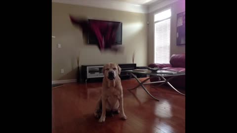 Labrador dresses himself for the game