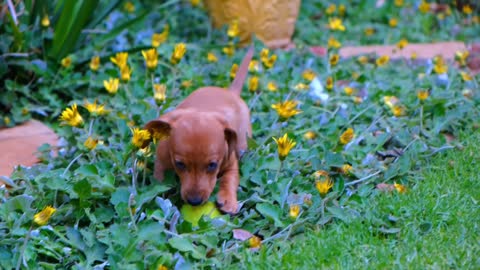 Dog cutie