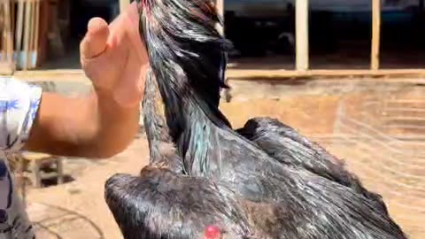 Fighting cock after the fight