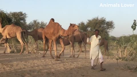 Camels Fast Running In Desert Area _ Beautiful camel in Pakistan