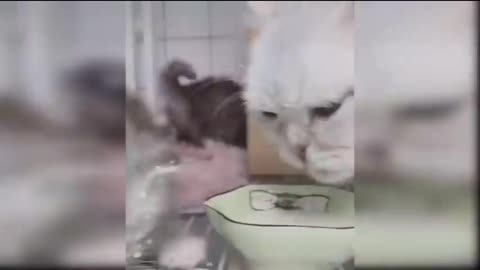 Cat drink a milk