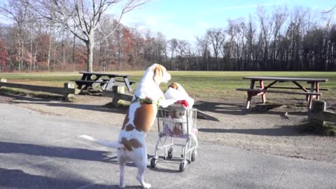 Dogs' Epic Shopping Cart Voyage: Funny Dogs Maymo & Penny